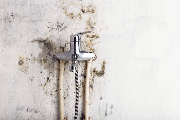 Best Black Mold Remediation in Cypress Landing, NC