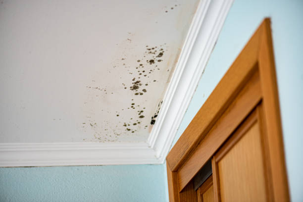 Best Basement Mold Remediation in Cypress Landing, NC