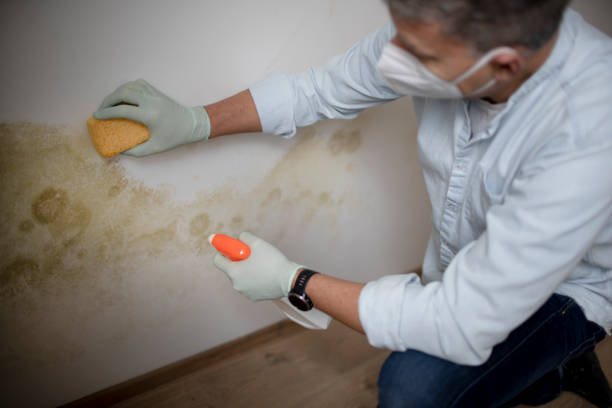 Best Mold Testing and Inspection Services in Cypress Landing, NC