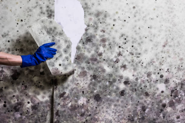 Best Mold Testing and Inspection Services in Cypress Landing, NC