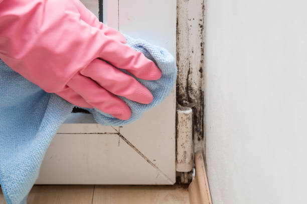 Best Commercial Mold Remediation in Cypress Landing, NC