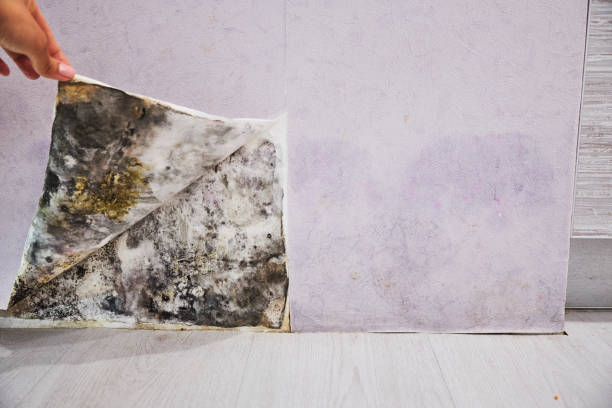 Best Insurance-Related Mold Remediation in Cypress Landing, NC